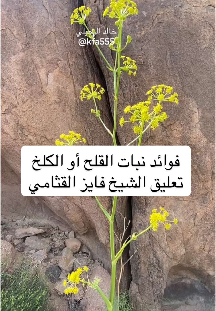 فوائد نبات القلح أو الكلخ  تعليق الشيخ فايز القثامي #نبات#بري#قلح#كلخ#القلح#الكلخ#نحل#عسل#مكة#المدينة_المنوره 