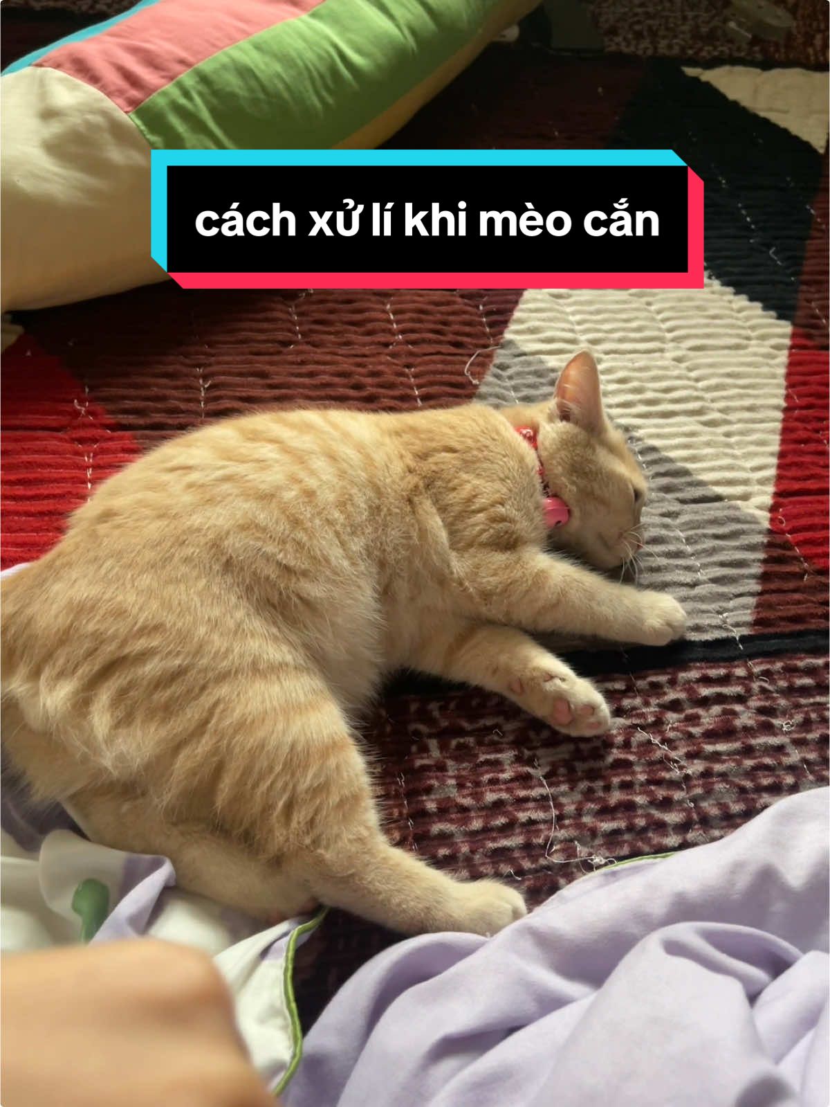 hướng dẫn cách xử lí khi mèo cắn bạn #mèo #mèocon #meomeo #hài #cat #kitten