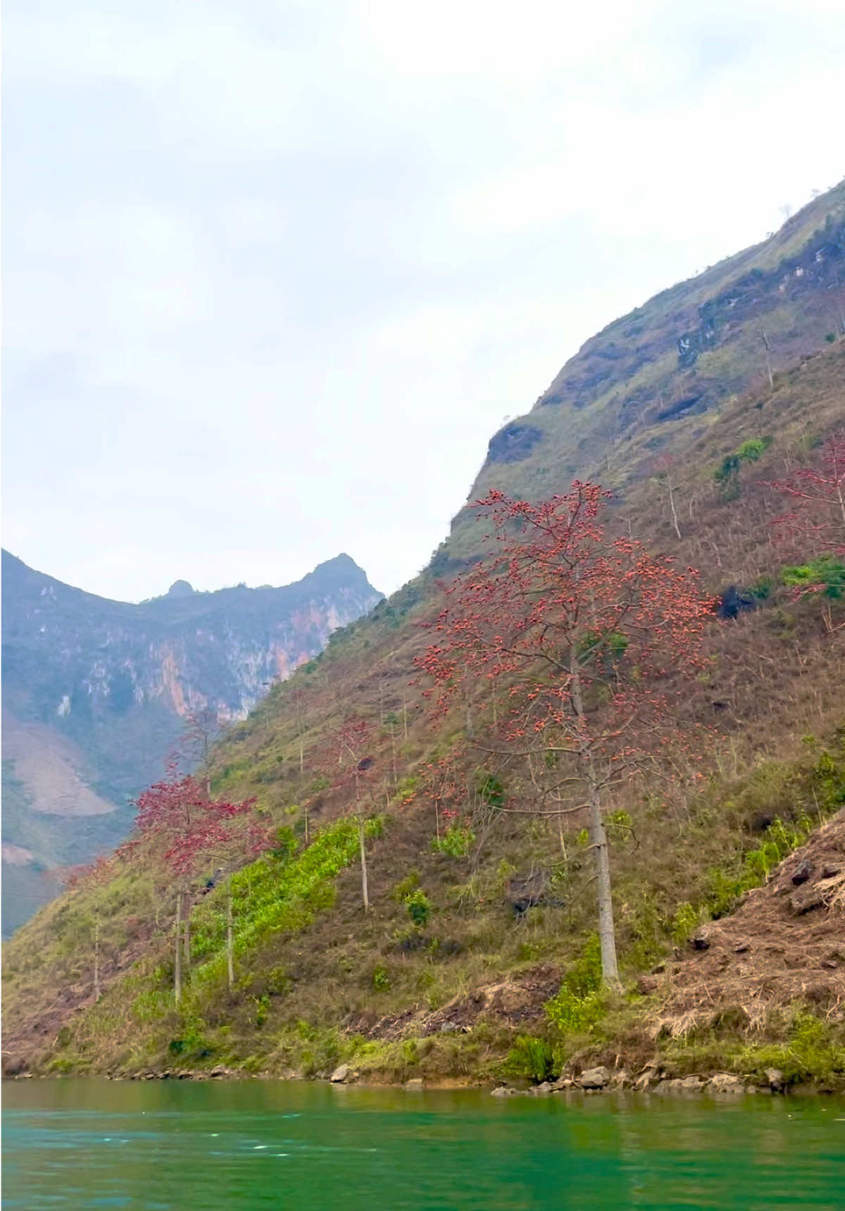 Hà Giang mùa hoa gạo #xuhuong #xuhuongtiktok #travel #hagiangloop #hagiang 