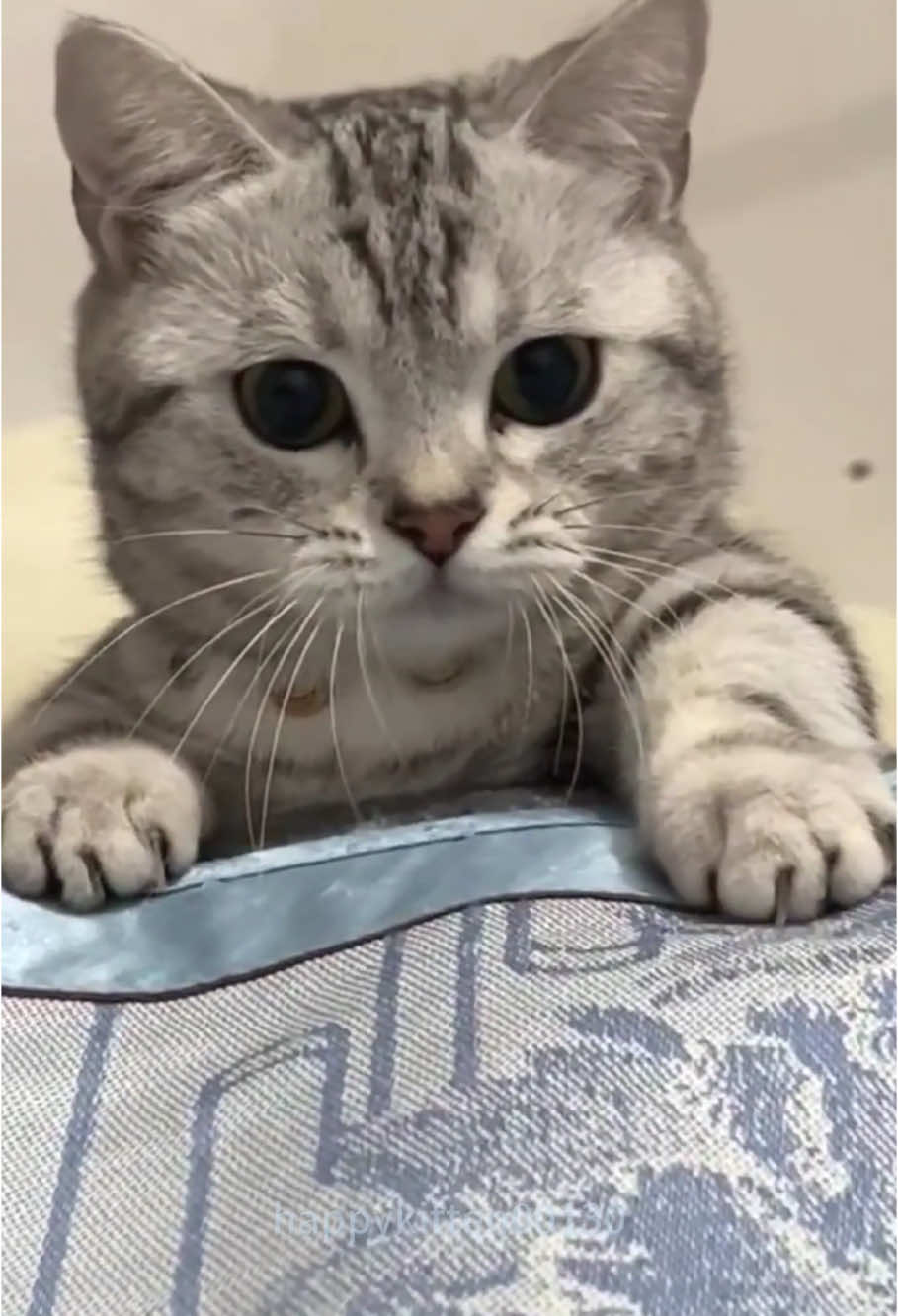 When a cat plays with a toy #fyp #cat #funnypets #cute #funnyvideos #cute #funnyvideos #pet #iral #usa #utecat #funnytiktok #funny #funnyanimals #foryou #fypシ #catsoftiktok #funnycats 