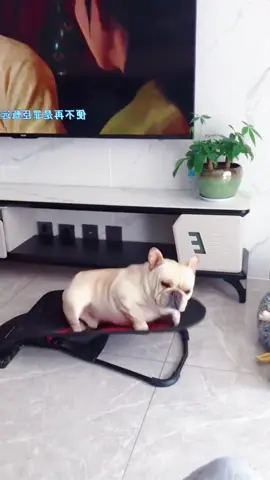 Sleepy dog #funnydogs #funnyanimals #petvideos#cutepets #challenge #fyp #usa