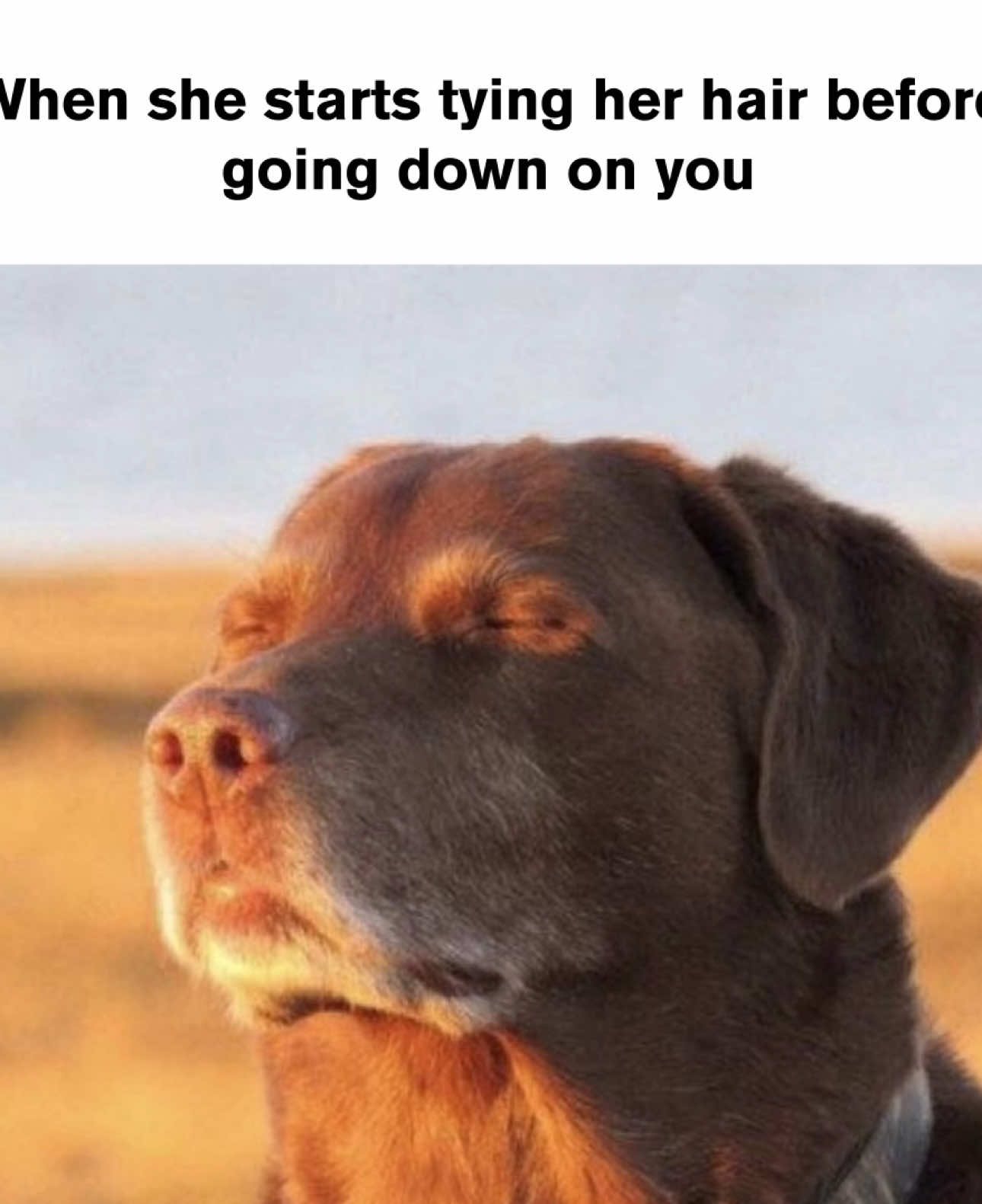 you already know what’s coming is going to be great #relaxdog #dogwitheyesclosed #meme 