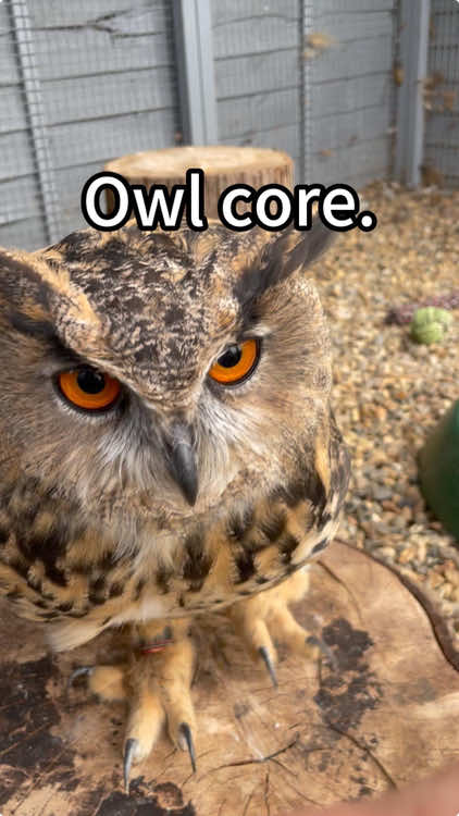 Owl core😂🤣#owl #owlhouse #owls #owlsoftiktok #owllove #parrot 