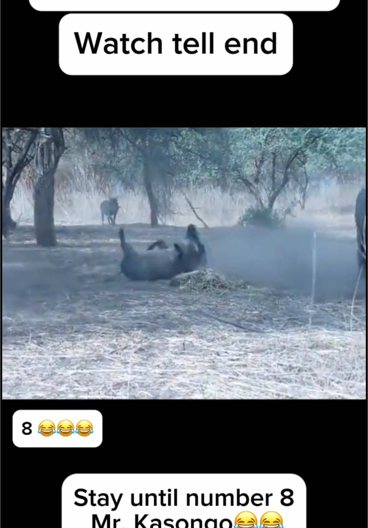 #funnyvideo #foryoupage #warthog #leopard #funnyanimals #gazelle 