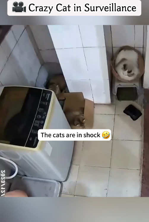 Crazy cat in surveillance.#usa_tiktok #fouryou #usa #funnyvideo #fyp #cat #catsoftiktok 