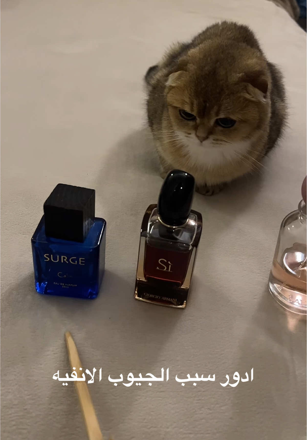 وش تحسون السبب🤭؟ #cat #cats #scotch #fyp #explore #اكسبلور 