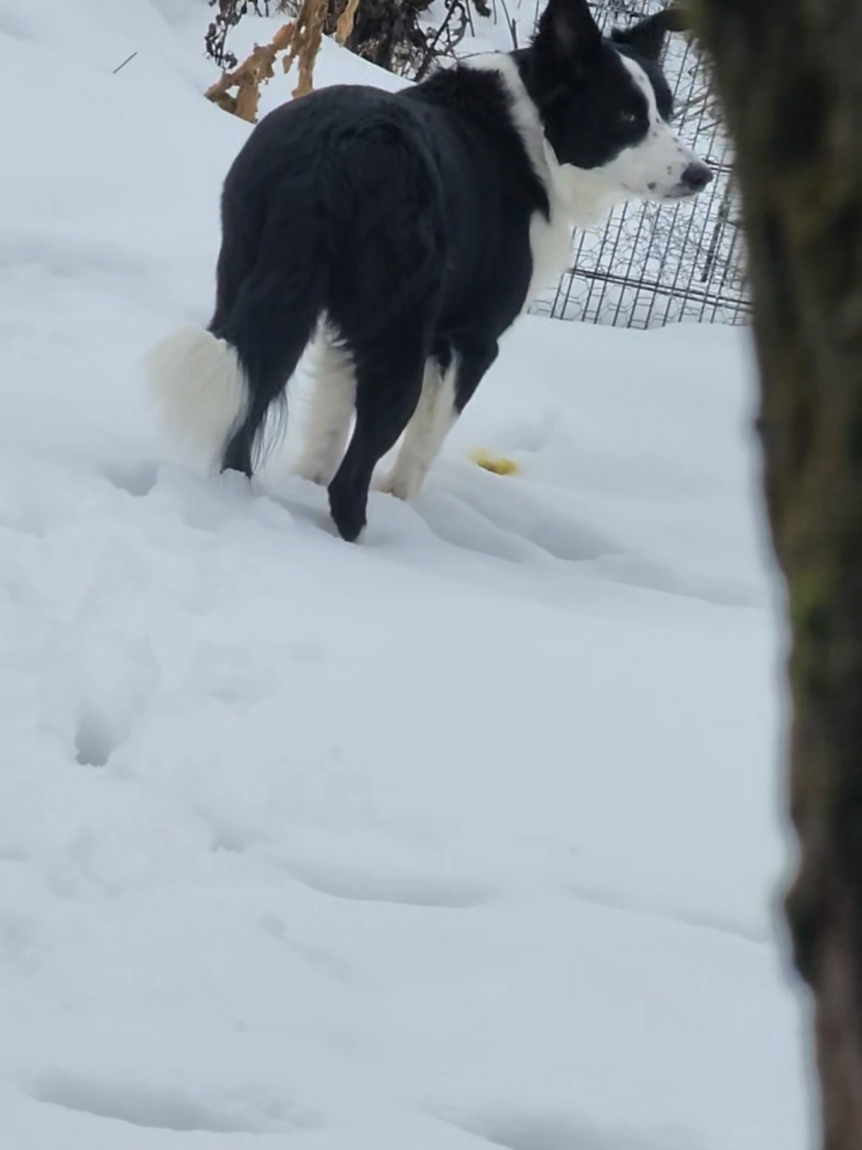 #bordercollie 