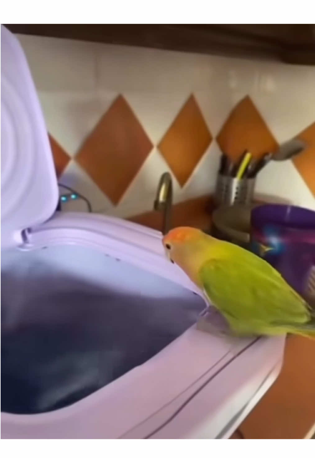 Parrot vs Washing Machine #fyp #fypシ #fypシ゚viral #foryoupage #parrot 