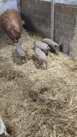 #pig #duroc #mangalica #állattartás 