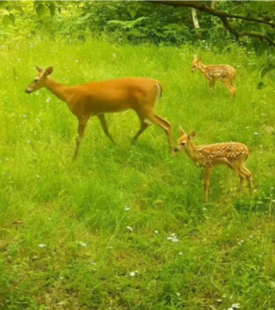 I could be a good mother <3 #animals #fyp #fyppppppppppppppppppppppp #nature #baby #babyanimals #cute #mothers #mother #adriennelenker #babies