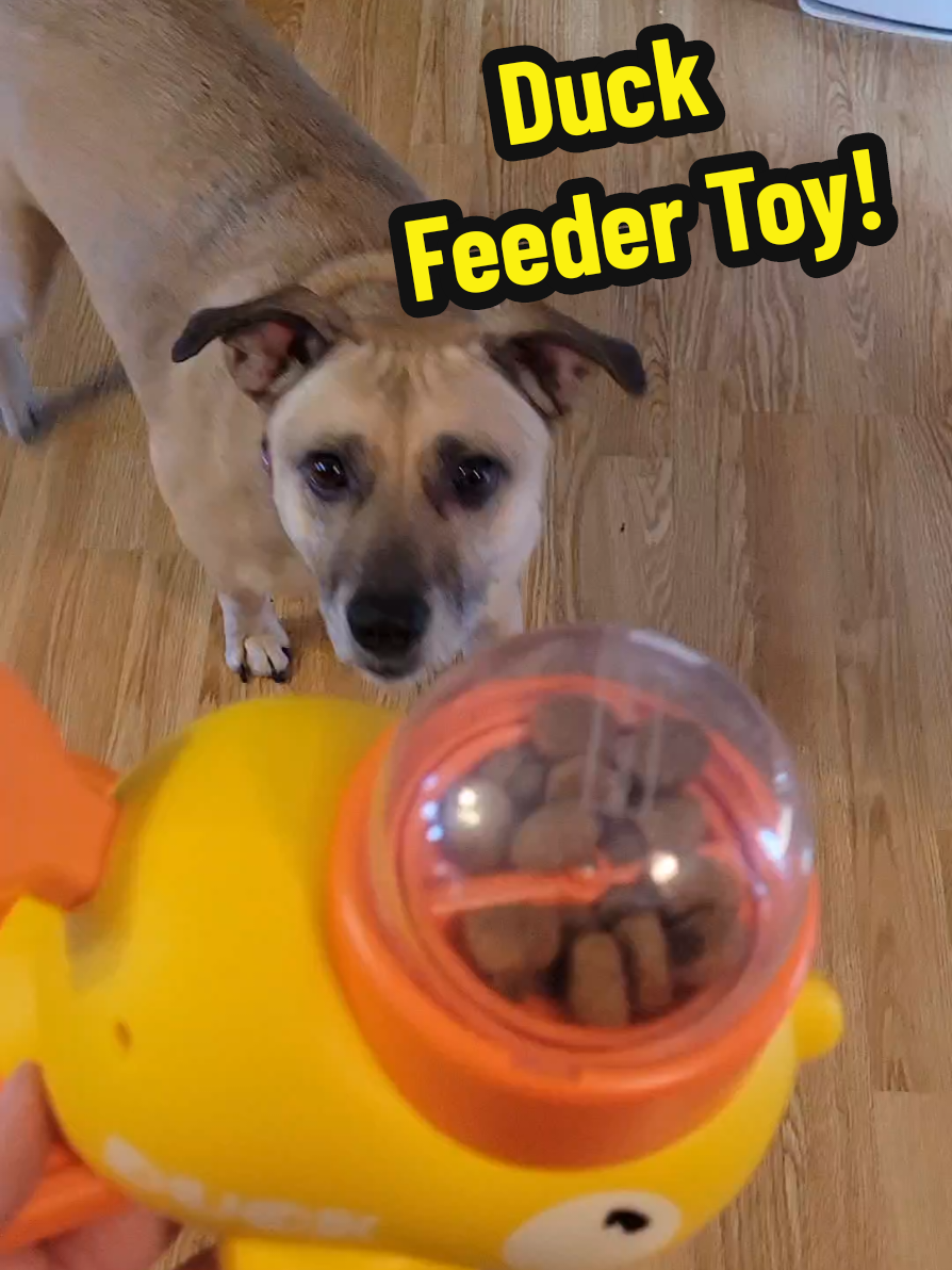 Duck feeder puzzle toy! Provide mental simulation along with a slow feeder in one cute toy! This also provides bonding time with your dog while training! #BruCrew #OurBoyBru #rescuedog #mountaincur #blackmouthcur #gooddog #spoileddog #training #puzzlefeeder #duckfeedertoy #fooddespenser #smartdog  #smartdogs 