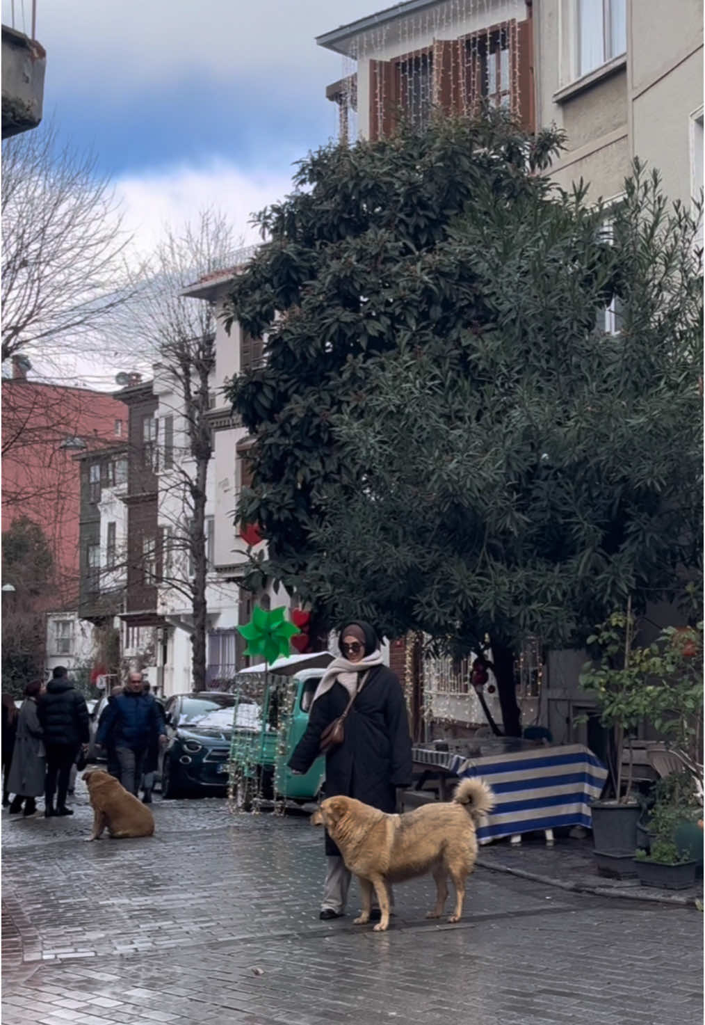 Istanbul 🐾❤️                                                #dog #dogs #dogsoftiktok #köpekleriseviyorum #köpekvideoları #köpek #istanbul #cute #funny #tourism #turkey #turkiye #turquie 