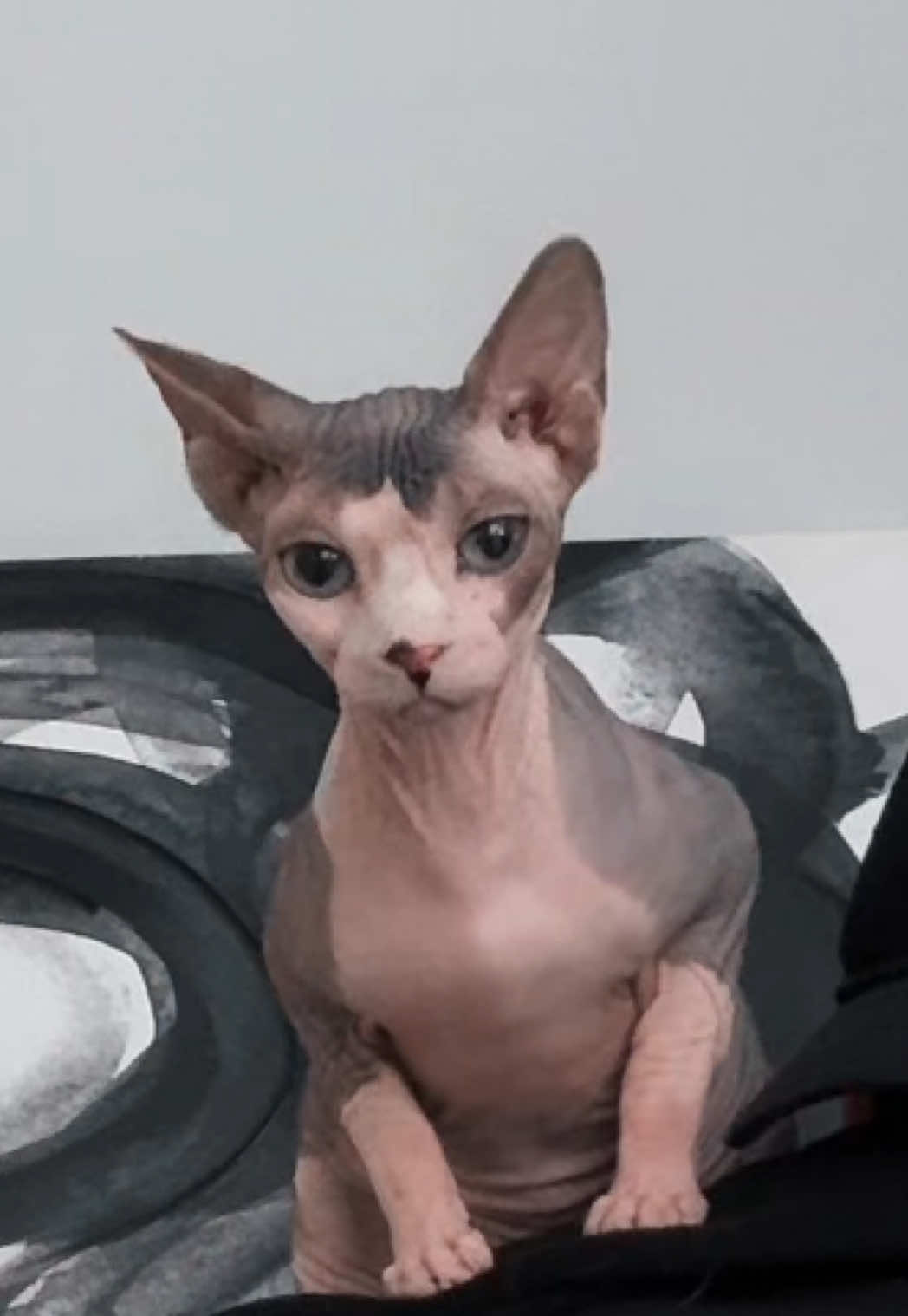 Nuggie is beautiful #sphynx #sphynxcat #sphynxoftiktok #lgbtq #lgbt #fyp #masc #wlw #wuhluhwuh 