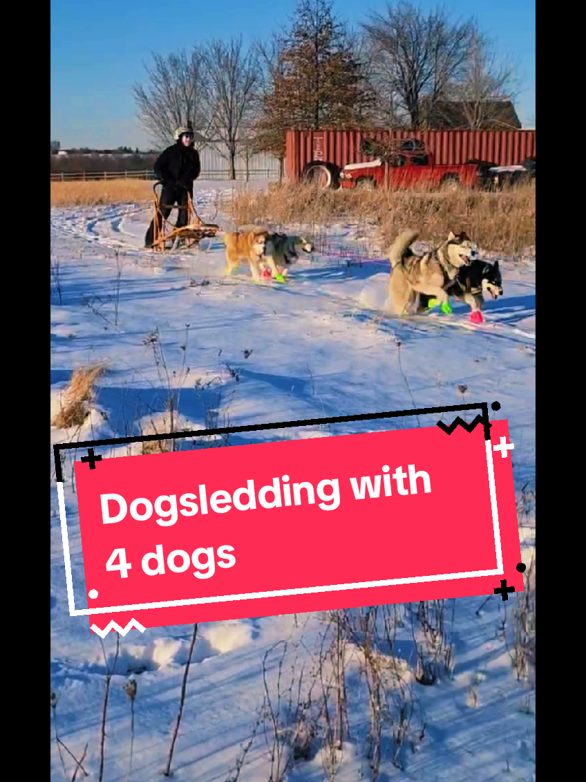 First time running all four dogs on the sled ❄️#fyp #fypシ #dogsledding #siberianhuskies #workingdogs #sleddogs #husky #huskies #huskylife #huskysoftiktok #kennel #iowa 