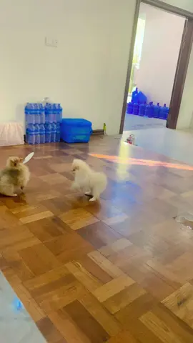 #ခွေးပေါက်လေး #ခွေးချစ်သူများ #Jackjack #July #စွာတေးလန်😁😁 #