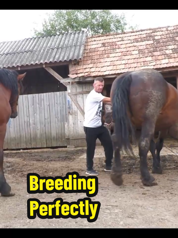 Horses Breeding Perfectly by This Successful Method #horses #horse #breeding #us 