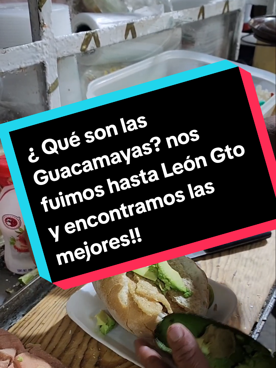 ¿ Habías oído hablar de las famosas guacamayas de León Gto? Nos lanzamos hasta León y descubrimos donde están las mejores. 