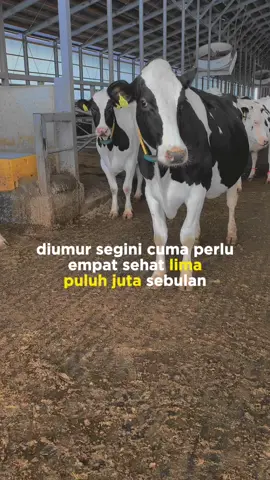 #CapCut #tokuteiginou #purworejo24jam #jepangindonesia🇯🇵🇲🇨 #jobpeternakanjepang #hokkaido #sapiperah #tamamaru #peternakansapi #🐮 #🐄 #pejuangyen #purworejo #kandangsapi #sapi #holstein 