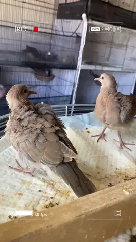 F1 hybrid spotted dove 