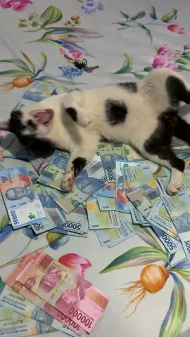 Mandi uang🤣#kucingtiktok #kucingviral #kucinglucu #cats #catlover #fyp #foryoupage #fypシ゚viral #