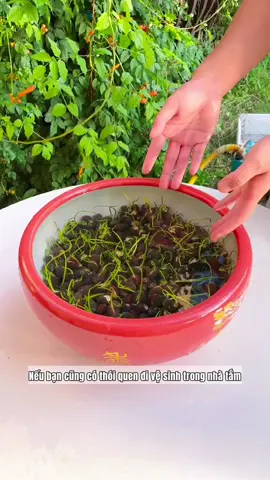sen nhật mini #hoadep #hatgionghoa #sennhatmini 