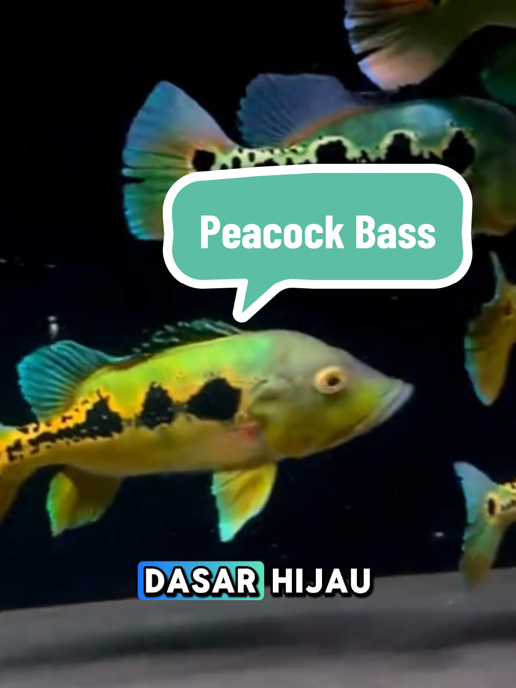 Peacock Bass #hobbyikan #aquariumhobby #aquariumfish #aquarium #ikan #ikanhias #ikanpredator #ikanpeacokbass #peacockbass #ikanpbass 