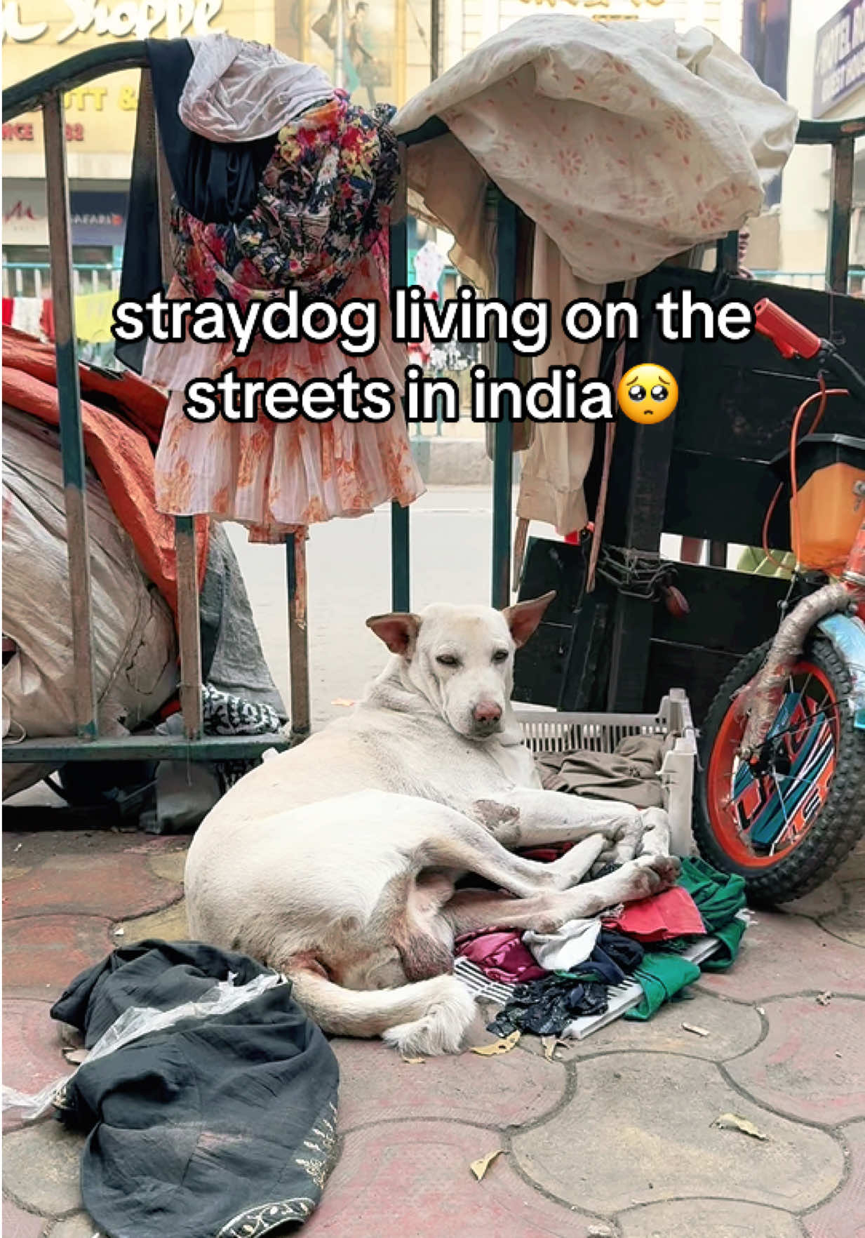 straydog living on the streets in india🥺 #adoptdontshop #india #kolkata #calcutta #puppy #puppies #dog #dogs #dogsoftiktok #puppy #puppylove #cute #cutedog #doggo #furryfriend #doglife #foryou #fyp #fypシ #viral #trend #funny #doglover #adorable #happydog #funnydogs #dogmemes #happypup #doglove #puppies #cutepets #petstagram #smartdog #DogTraining #trickdog #dogwalks #hikingdog #dogsofinstagram #fluffydog #dogdaily #instadog #bestwoof #dogmom #dogdad #doggy #cow #cows #cowsoftiktok #farm #farmlife #cuteanimals #cowlover #dairyfarm #cowstagram #funnycow #moo #cowlove #happycow #countrylife #barnlife #pasture #cattle #farmanimals #milk #farmer #cowsofinstagram #adorableanimals #ranchlife #fluffycow #highlandcow #mooood #cowvideos #animalsoftiktok #livestock #cowdaily #nature #IndiaViral #TrendingIndia #DesiVibes #MadeInIndia #IndianTrend #BollywoodVibes #DesiSwag #InstaIndia #ReelsIndia #ViralVideo #ExplorePage #IndianCulture #Bharat #TrendAlert 