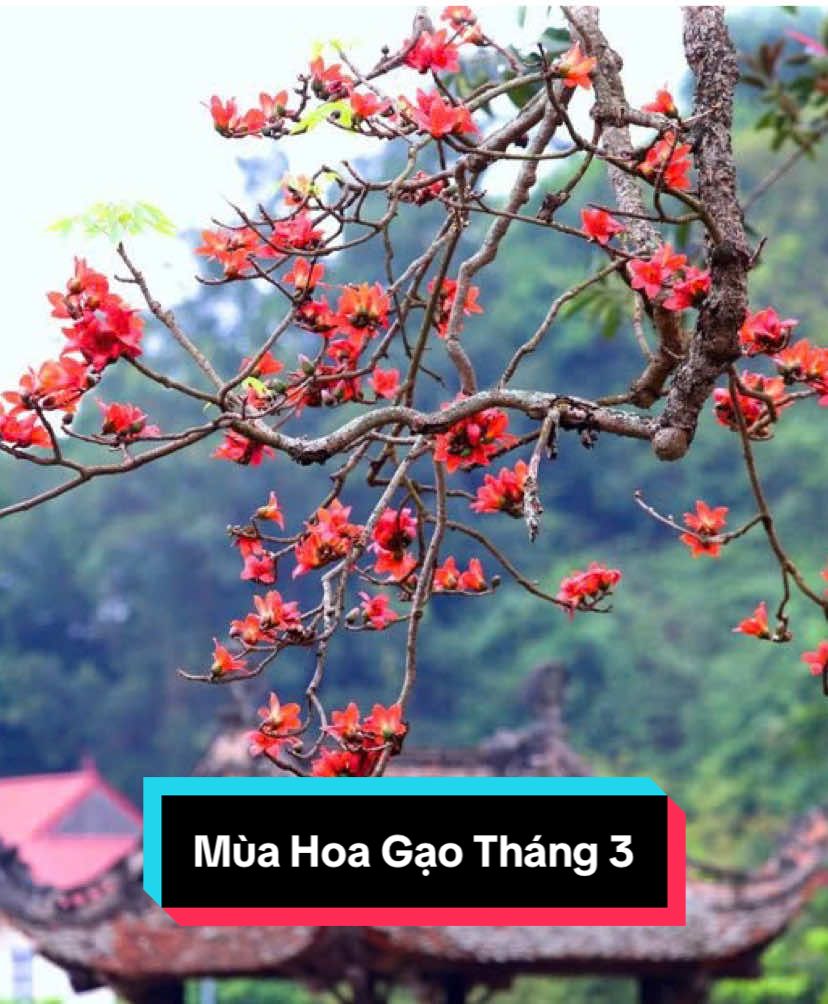 Mùa Hoa Gạo Tháng 3 #hoagao #hoagaothang3 #mocmien #hoamocmien #thang3 #camxucmoingay #camxucbuon #canhdepthiennhien #canhdepvietnam #tourguidedeptrai #dulichvietnam #quehuongvietnam #hoadep #fypシ゚ #xuhuong #xuhuongtiktok #nhacchillphet🎶 #hoadepbonmua #bolang #flaycam4k #viralvideo #capcut  @Tour Guide_ Đẹp Trai🧑‍🦱  @Tour Guide_ Đẹp Trai🧑‍🦱  @Tour Guide_ Đẹp Trai🧑‍🦱 