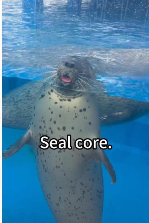 Seal core😂🤣#seal #silly #cute #seals #funny #sillyseals #sealsoftiktok #funnyseal #sealcore #sealfyp #sealtok #sillysealboy #sillyseal #cutie #foca #fyp #foryou #foryoupage 