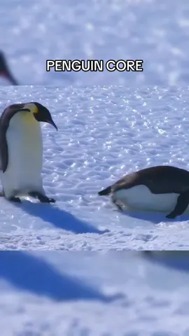 #penguin #failvideo #core #animalvideos #fail #fun 