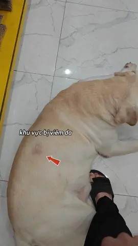 Hướng dẫn dùng xịt ghẻ cho cún #mitecyn #thuoctrighechocho #thuoctrighechothucung #thuoctrighechomeo 