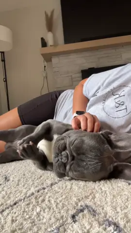 Bigggg stretch 💤 #dog #frenchie #dogsoftiktok #frenchbulldog #fyp #dogs 