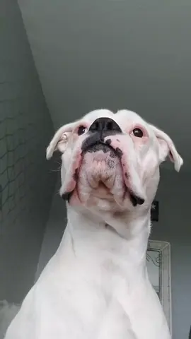 #onthisday #milothewhiteboxer #PetsOfTikTok #boxerdog #uptonogood #fyp 