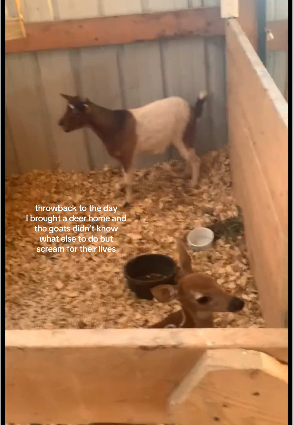 I thought they’d accept him as one of their own #goatsoftiktok  (For licensing and usage, contact: licensing@viralhog.com)