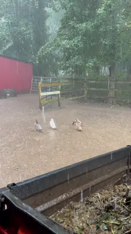 They love the rain☔️ #meetrufus #quack #babies #cuteducks #viral #funnyduck #brownduck #pets #rufus #louie #ducks #animalsoftiktok #farmlife #louieandrufus #funnyamimalsontiktok #ducksoftiktok #khakiCampbell #petduck #funny #dachshund 