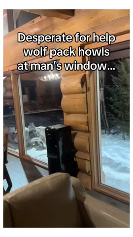 Wait for it… #wholesome #animalsoftiktok 