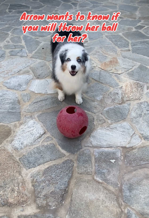 Who wants to play ball with Arrow? #sweetdog #aussiedog #doglover #aussielover #australianshepherd #bluemerleaussie 