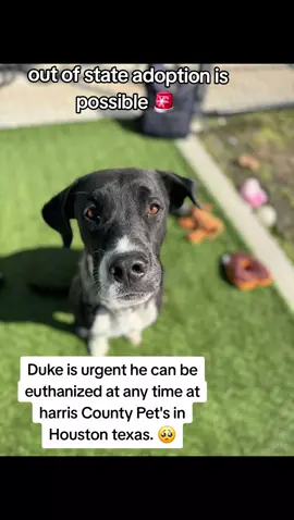 Please apply @Rescue Dog Army  Application in Bio.  OUT OF STATE ADOPTION IS POSSIBLE.  NAME. DUKE  ID #A632449 .3A16. Volunteers Notes 📝  calm in his kennel.  Volunteer favourite.  wasn't reactive walking past kennels. easy to leash.  knows how to properly walk on a leash.  seems potty trained.  knows how to take treats nicely.  knows sit.  he's treat motivated.  gravitates towards his handler.  great boy to take on daily walks.  great apartment pup candidate based on energy and demeanor.  loves cuddles with his human.  he's just a big ole cuddle baby.  likes to give kisses.  seems like a low maintenance type of boy.  low energy level.  gives couch potato vibes.  he's a calm,quiet, and gentle boy.  seems like he would do good with kids.  HARRIS COUNTY PET'S SHELTER ARE AT FALL CAPACITY AND IN DESPERATE NEED OF ADOPTERS AND FOSTERS.  IF YOU CAN FOSTER OR ADOPT PLEASE APPLY @RESCUE DOG ARMY APPLICATION IN BIO ASAP 🚨  OUT OF STATE ADOPTION IS POSSIBLE.  ADDRESS  HARRIS COUNTY PET'S SHELTER. 612 CANINO RD IN HOUSTON TEXAS.  #adopt #foster #rescue #resuedogarmy #euthlist #harriscountypets #savealife #FYP 