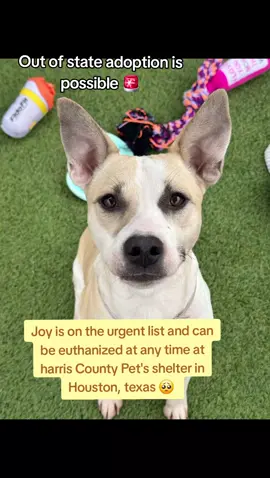 please apply @Rescue Dog Army  Application in Bio.  Out of state adoption is possible. 🚨 Harris County Pet's in Houston texas are at fall capacity and in desperate need of adopters and fosters.  Name. Joy. ID #A630990 . 1A06. Volunteers Notes 📝  Kenneled with two other pup's.  calm in her kennel.  easy to leash.  wasn't reactive walking past kennels.  knows how to properly walk on a leash.  knows sit.  knows paw.  she's a good listener.  knows how to take treats nicely.  likes to give kisses.  low energy level.  great apartment pup candidate.  isn't rambunctious or jumpy.  she's treat motivated.  she's a calm, quiet and gentle girl.  likes to engage in to play with her kennel mates.  has a mellow and loving personality.  loves neck scratches.  seems like she would do good with kids.  IF YOU CAN FOSTER OR ADOPT PLEASE APPLY @RESCUE DOG ARMY APPLICATION IN BIO ASAP 🚨  OUT OF STATE ADOPTION IS POSSIBLE. PLEASE MESSAGE ME IF YOU HAVE ANY QUESTIONS.  ADDRESS  HARRIS COUNTY PET'S SHELTER. 612 CANINO RD IN HOUSTON TEXAS.  #adopt #foster #rescue #resuedogarmy #savealife #harriscountypets #euthlist #FYP #freedom 