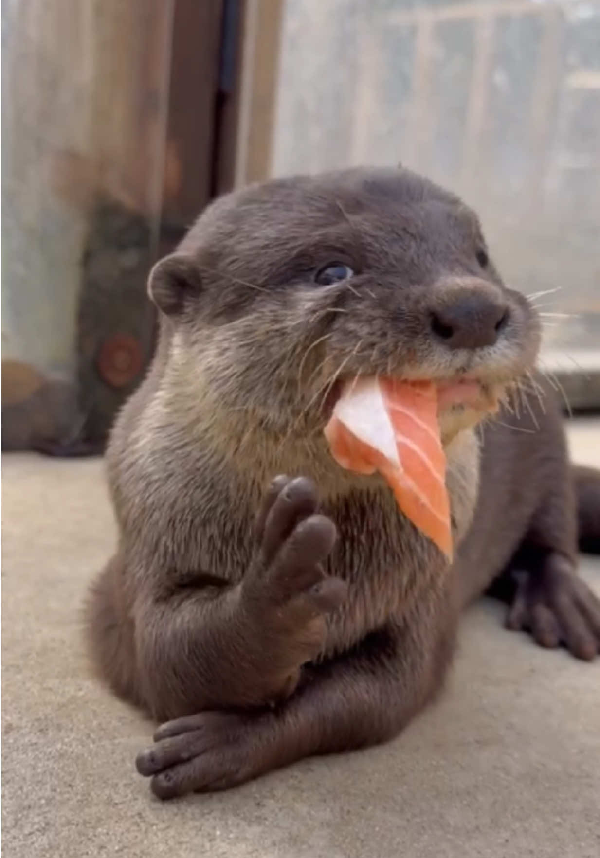 Who LOVES Sushi As Much As Steve? Come Visit Our AMAZING Animals! Book A Tour NOW at AnimalEDventures.com #ForYouPage #ForYou #Fyp 