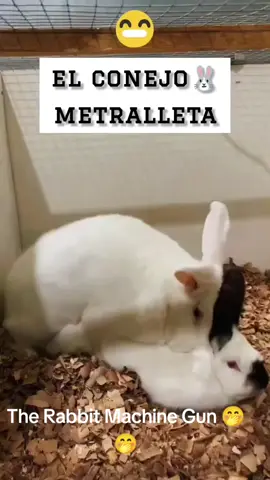 #elconejometralleta #conejomalo #conejo #conejito #animal #animales #mascotas #Rabbit  #bunny  #animals  #pets #socute #coneja #conejita #fyp #fypシ #fypage #fypシ゚viral #fyppppppppppppppppppppppp #viralvideo #viraltiktok #videoviral #videoviralitiktok #videovirale 