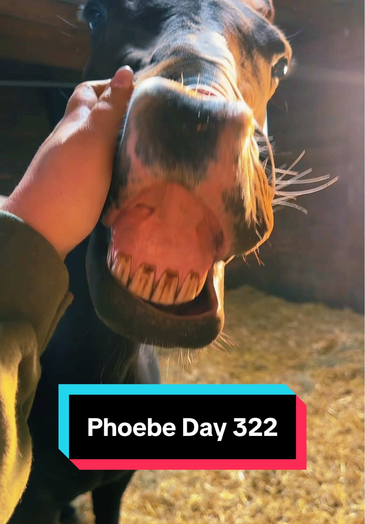 Phoebe is 322 days pregnant🐴💕 #foalwatch #foalingseason #broodmare 