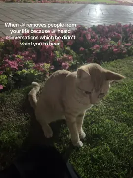 no matter what, don't return to what allah has saved you from. forgive the unrighteous one, forgive yourself and never dwell on past relations for this world is only temporary, allah knew and saw how much they would hold you back, so he removed them. stop worrying already, allah already wrote you to your naseeb. this is not to punish you but to allow you to find someone better for your imaan and peace.  #fyp #muslimtiktok #remember #foryoupage #foryou #islam #deenoverdunya #naseeb #allah #relatable #Ramadan #deen #naseeb #nasheed