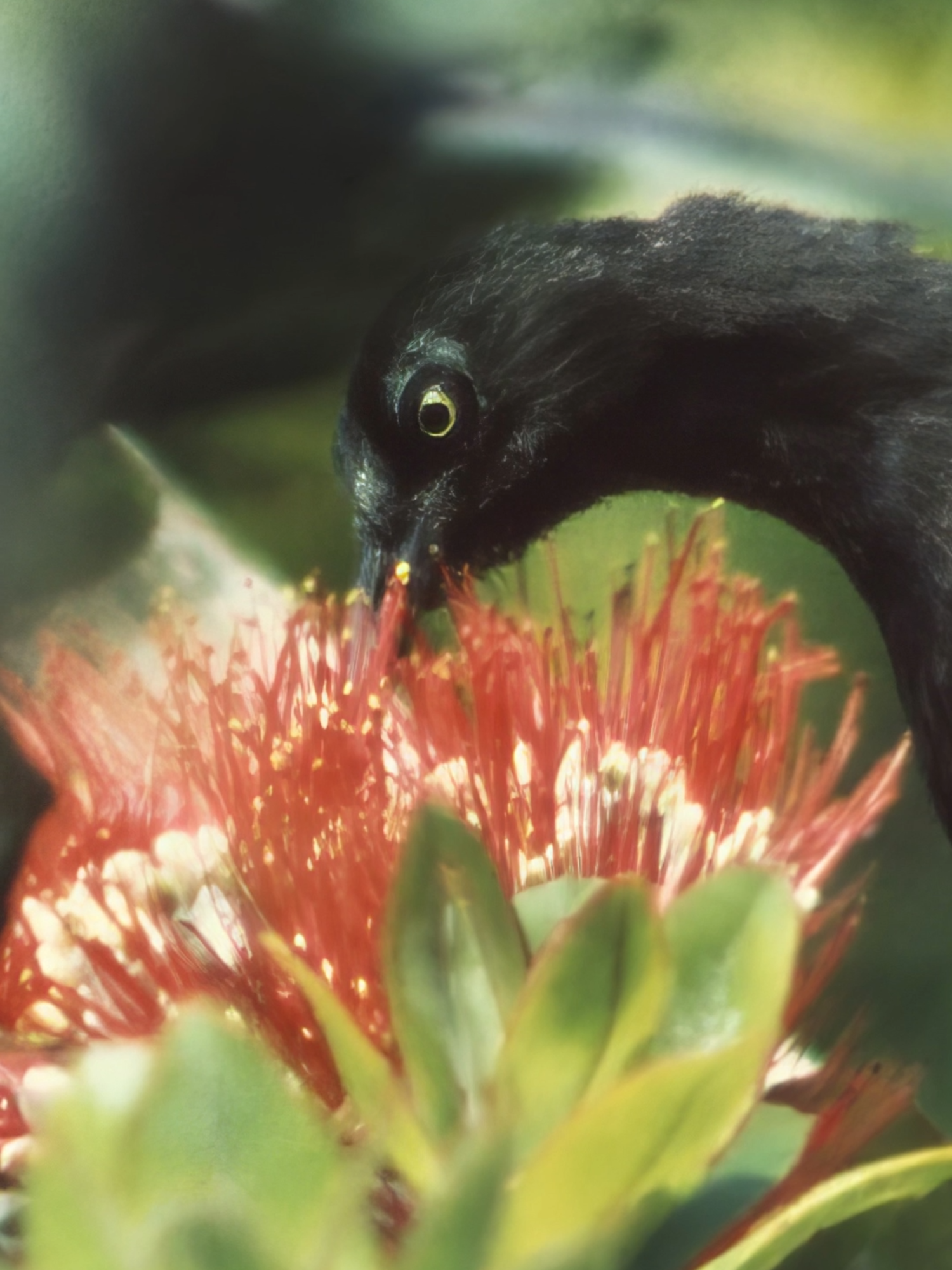 The Tragic Silence of the Kauaʻi ʻōʻō Bird: A Symbol of Extinction In 1986, a haunting melody echoed from the tallest tree on the island of Kauai. It was the call of the last known Kauaʻi ʻōʻō bird, a male singing in vain for a mate who would never come. This poignant moment marked the end of a species, a heartbreaking reminder of the fragility of life and the impact of human activity on the natural world. That same year, a Hawaii native managed to record the bird’s final song, preserving its voice for posterity. The recording stands as the only remaining trace of a species that once thrived on the lush island of Kauai. Just a year later, in 1987, the Kauaʻi ʻōʻō bird was officially declared extinct, its silence a somber testament to the consequences of environmental neglect. The extinction of the Kauaʻi ʻōʻō bird was driven by a combination of factors. Habitat destruction, fueled by deforestation and urban development, left the bird with limited spaces to live and reproduce. The introduction of invasive species, such as rats and cats, decimated nests and preyed on eggs and chicks. Adding to these challenges, diseases carried by mosquitoes, introduced to the islands, devastated bird populations that had no natural immunity. The loss of the Kauaʻi ʻōʻō bird is more than just a story of extinction—it is a stark warning. It highlights the delicate balance of ecosystems and the irreversible consequences of human interference. Today, the recorded song of the Kauaʻi ʻōʻō bird serves as a bittersweet reminder of what was lost and an urgent call to action to protect endangered species before it is too late. As the world grapples with ongoing environmental challenges, the story of the Kauaʻi ʻōʻō bird urges us to reflect on our responsibility to preserve the rich diversity of life on Earth. Its song may be silenced, but its legacy endures as a symbol of the importance of conservation and the need to cherish the natural world before more voices are lost forever.