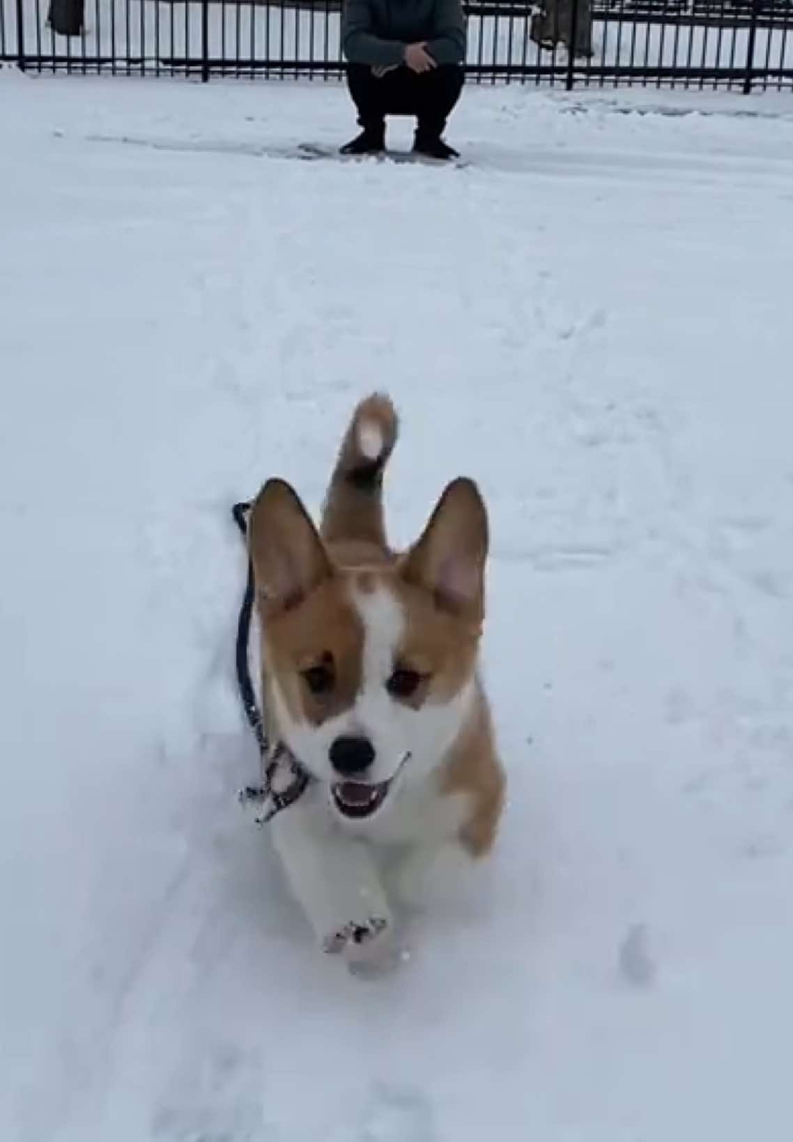 Levi’s first snow days ❄️🐾 #snowdog #corgi #cute #corgipuppy #puppy #puppyrun #corgisoftiktok #puppyplay #corgiwithatail #dogrun #dog