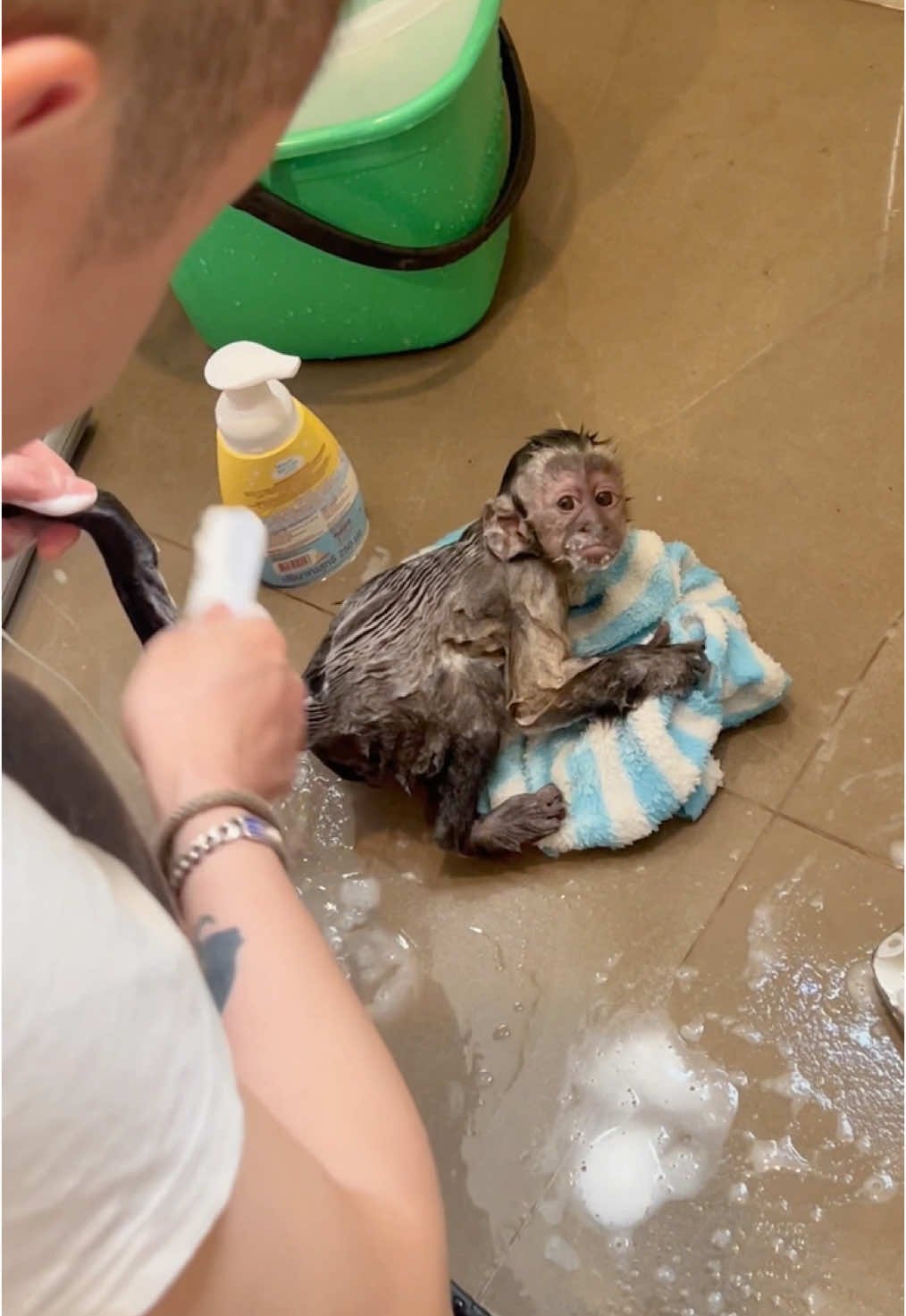 Capu’s Big Day Out: Time for a Bubbly Bath!#capuchinmonkey #tiktok #adorableanimals #cute #petlover #