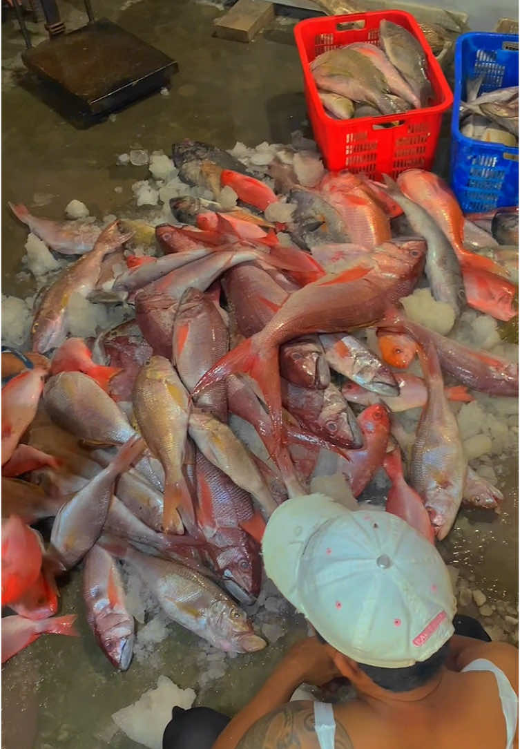 UD Wery masuak Stock baru Ikan Karang sanak Untuk Fast Order Bisa langsung Cek di BIO Sanak Ikan kurang Segar/Potongan tak sesuai Req Garansi ganti lagi #ikanfresh#ikanpadang#grosirseafood#seafoodpadang#losikanpurus 