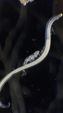 This incredible video shows a baby tardigrade hitching a ride on a nematode. Tardigrades, also known as water bears, are known for their incredible resilience, but this is one wild ride! It's a fascinating look at the struggle for survival in the microscopic world. This video by @microhobbyist stood up in the 5th Place in Nikon Small World 2024 photography competition.