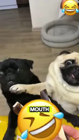 Wait for it😂😂😂#talking #voiceover #fyp #funnyvideo #animal #dog #talkingdog #funnydog #viralvideo #cat #talkingcat 
