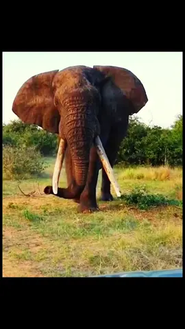 Giant elephant 🐘  😍 very big. #elephants #wildlife #animals #foryou #fyp 